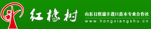 美国红橡树