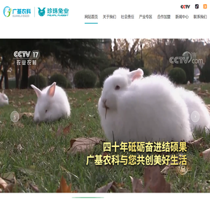 珍珠长毛兔